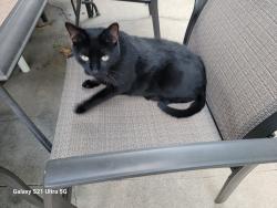Lost Male Cat last seen 8th Ave 61st St, St. Petersburg, FL 33710