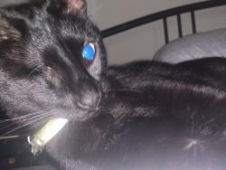Found/Stray Female Cat last seen Sunset, Martel, Los Angeles, CA 90046