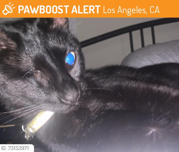 Found/Stray Female Cat last seen Sunset, Martel, Los Angeles, CA 90046