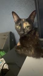 Lost Female Cat last seen Olympus drive Lancaster, Lancaster, CA 93536