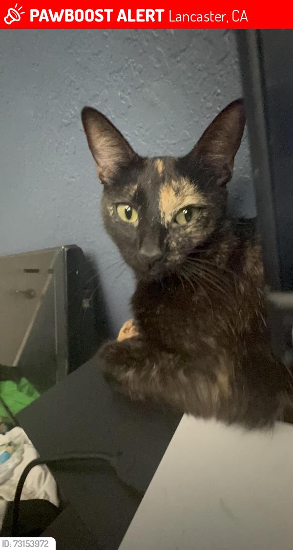 Lost Female Cat last seen Olympus drive Lancaster, Lancaster, CA 93536