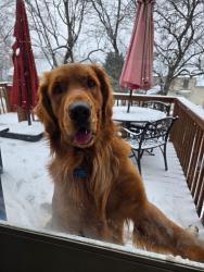 Reunited Male Dog last seen Near Beecarter Rd, Dandridge, TN 37725, USA, Dandridge, TN 37725
