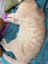 Found/Stray Male Cat last seen 35th and Kipling, Wheat Ridge, CO 80033