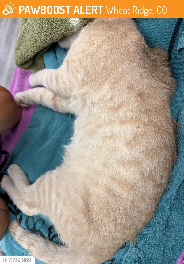 Found/Stray Male Cat last seen 35th and Kipling, Wheat Ridge, CO 80033