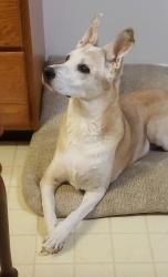 Reunited Female Dog last seen River Rd, Muskoff, Fairfield, OH 45014
