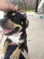 Found/Stray Male Dog last seen Near presidio Dr and blue ridge park, Houston, TX 77053