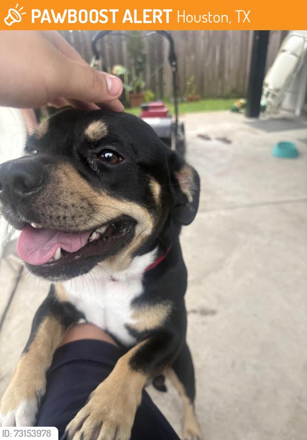 Found/Stray Male Dog last seen Near presidio Dr and blue ridge park, Houston, TX 77053