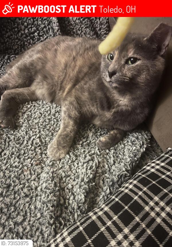 Lost Female Cat last seen Door Street or close to University of Toledo, Toledo, OH 43607