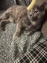 Lost Female Cat last seen Door Street or close to University of Toledo, Toledo, OH 43607