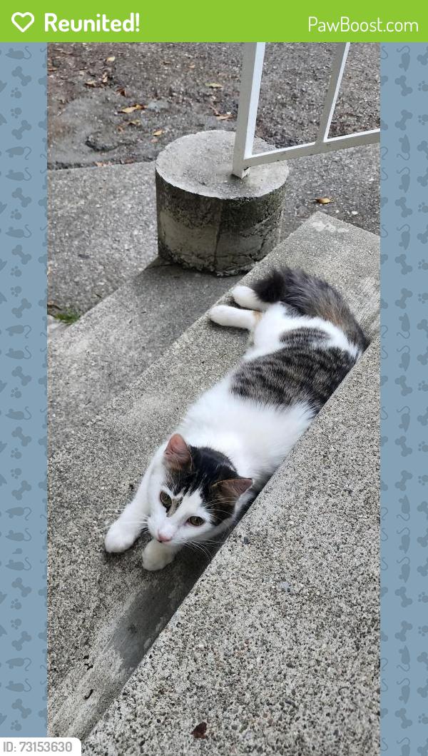 Reunited Unknown Cat last seen Broadway & 45th St., Oakland, CA 94609