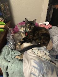 Lost Female Cat last seen Marlin Manor apmts, Marlin, TX 76661