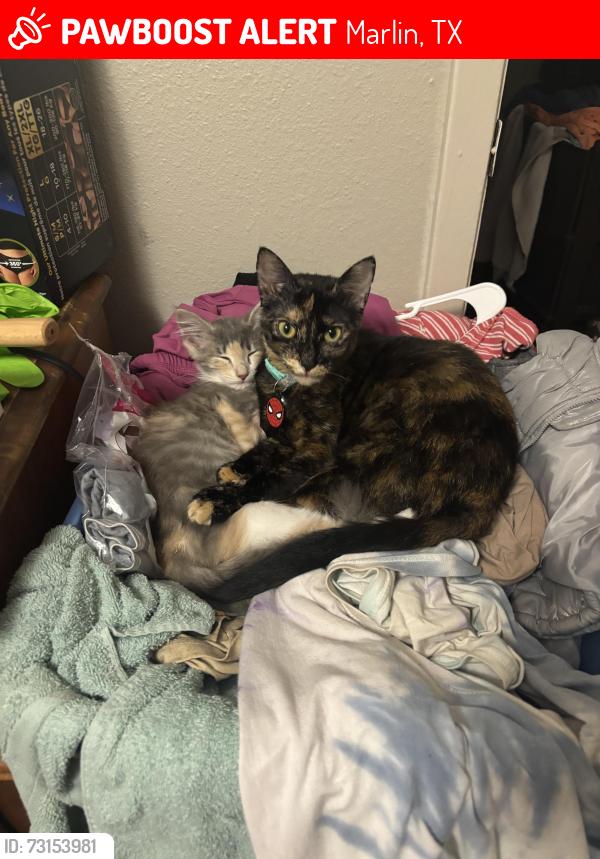 Lost Female Cat last seen Marlin Manor apmts, Marlin, TX 76661