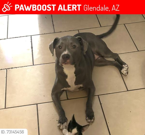 Lost Female Dog last seen Near n 67th ave the falls apmts, Glendale, AZ 85301