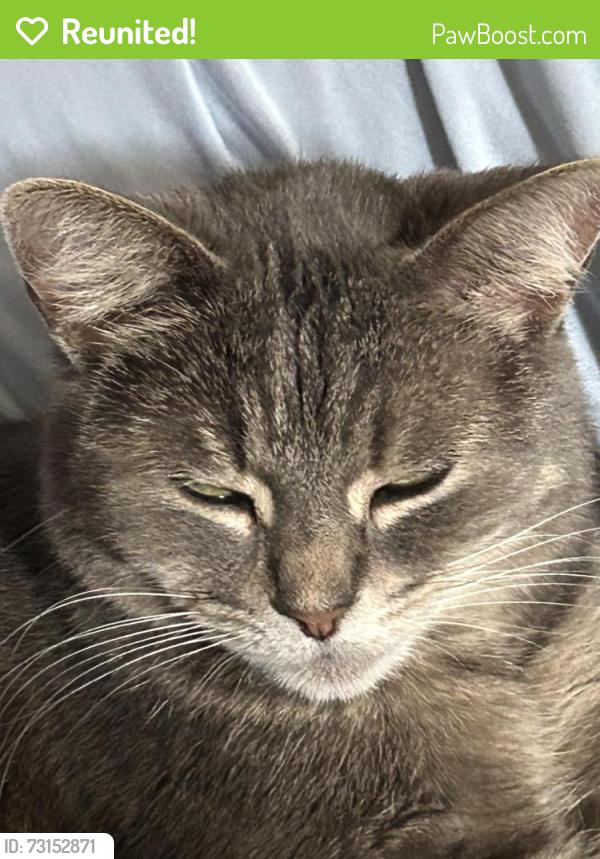 Reunited Female Cat last seen Near, Chicago, IL 60617