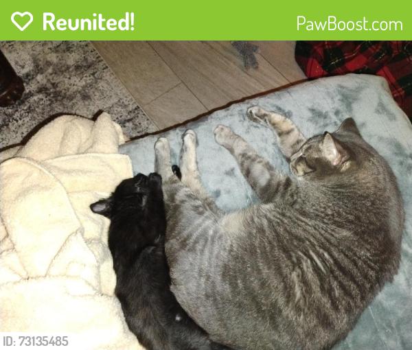 Reunited Male Cat last seen Polo ,ransom rd and Reynolda road, Winston-Salem, NC 27106