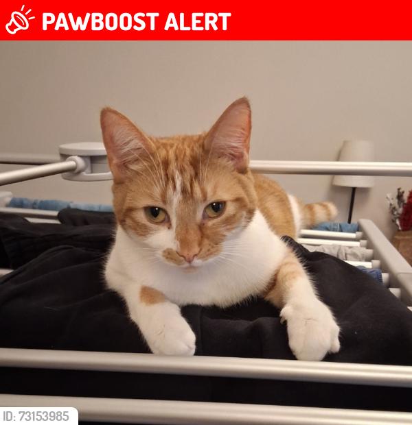 Lost Female Cat last seen Brooks Dye Works, Sevier Street, Saint Werburgh's, England 