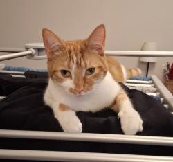 Lost Female Cat last seen Brooks Dye Works, Sevier Street, Saint Werburgh's, England 