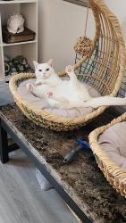 Reunited Female Cat last seen Friendship Park, Temecula, CA 92592
