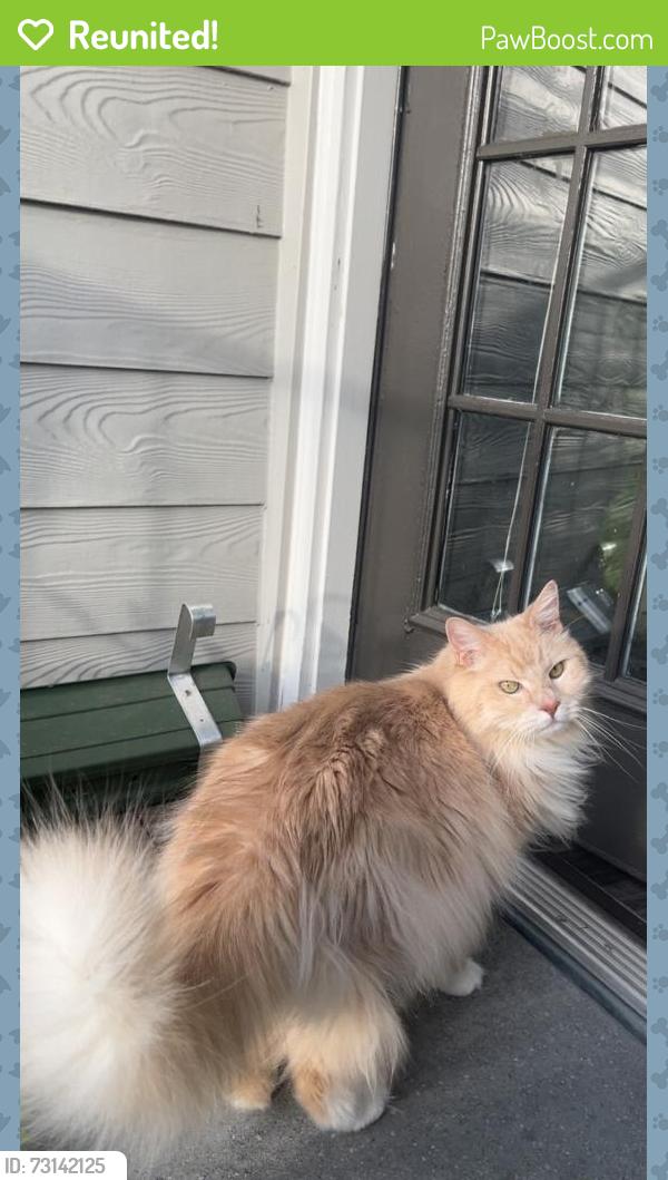 Reunited Male Cat last seen 31st St & Columbine St, Denver, CO 80205