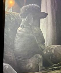Lost Female Dog last seen Near edgewater rd Pineville sc, Pineville, SC 29468