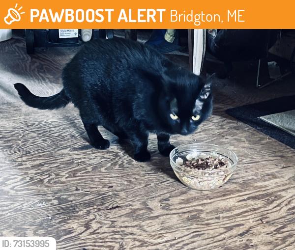 Found/Stray Female Cat last seen Highland Rd & Middle Ridge Rd, Bridgton, ME 04009