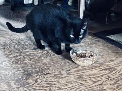 Found/Stray Female Cat last seen Highland Rd & Middle Ridge Rd, Bridgton, ME 04009