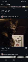 Lost Male Cat last seen churchhill middle School, Worcestershire, England B98 9JA