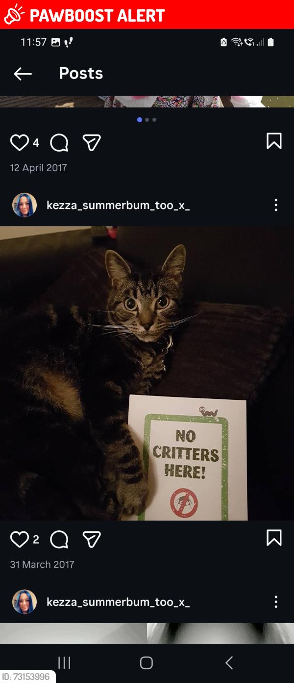 Lost Male Cat last seen churchhill middle School, Worcestershire, England B98 9JA