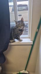 Lost Male Cat last seen West ash street, Spokane, WA 99201