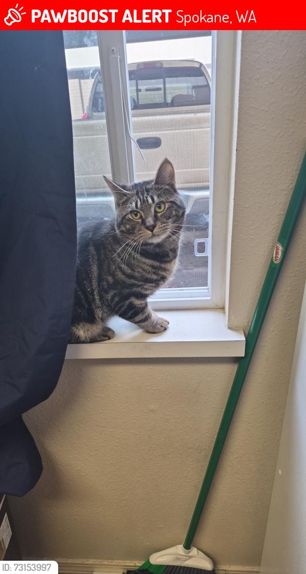 Lost Male Cat last seen West ash street, Spokane, WA 99201