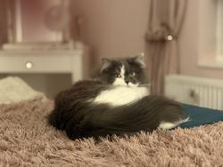 Reunited Female Cat last seen Frenchay Common, Winterbourne, England BS16 1ND