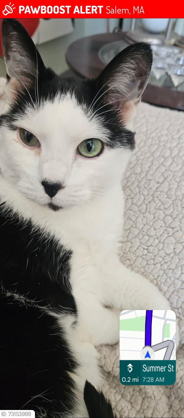 Lost Male Cat last seen Summer st salem, Salem, MA 01970