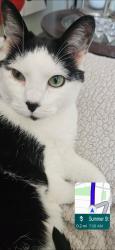 Lost Male Cat last seen Summer st salem, Salem, MA 01970