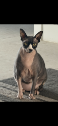 Lost Male Cat last seen Nw 26th place, Cape Coral, FL 33993