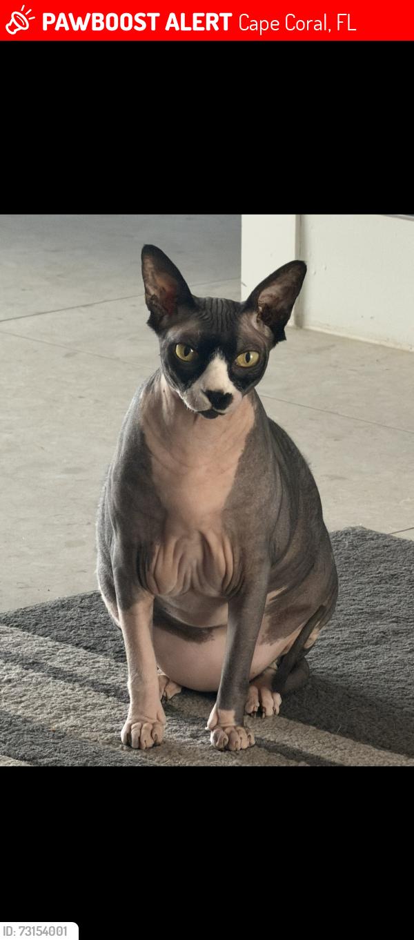 Lost Male Cat last seen Nw 26th place, Cape Coral, FL 33993