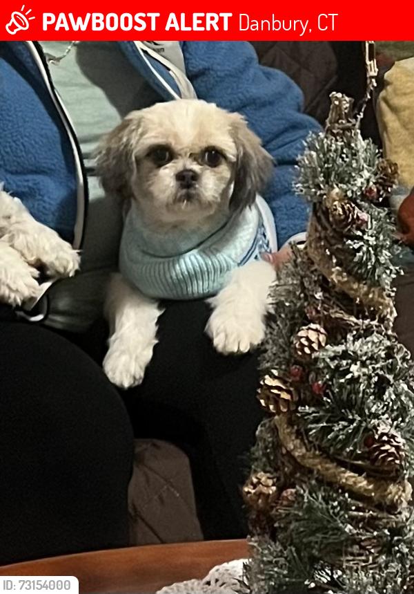Lost Female Dog last seen Near Belmont circle Danbury CT, Danbury, CT 06810