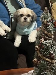 Lost Female Dog last seen Near Belmont circle Danbury CT, Danbury, CT 06810
