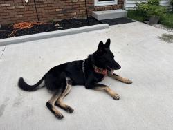 Reunited Male Dog last seen Wakefield and wimbledon, Clarksville, TN 37043