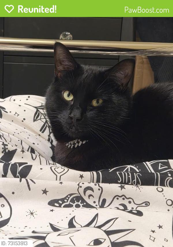 Reunited Male Cat last seen Kingschase Shopping Centre, Kingswood, England BS15 1SF