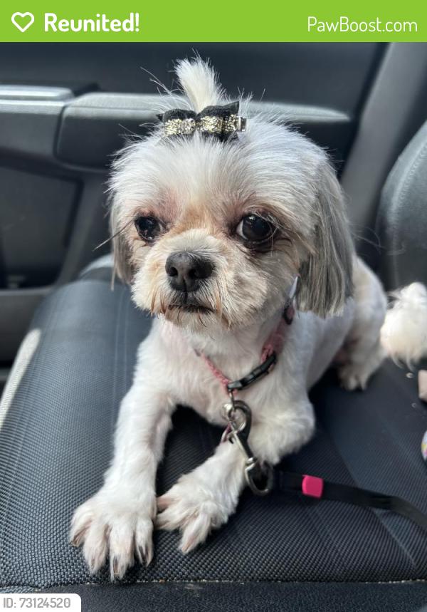 Reunited Female Dog last seen Flamingo Bay, Sunrise, FL 33323