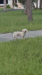 Found/Stray Unknown Dog last seen White boulevard, Naples, FL 34117