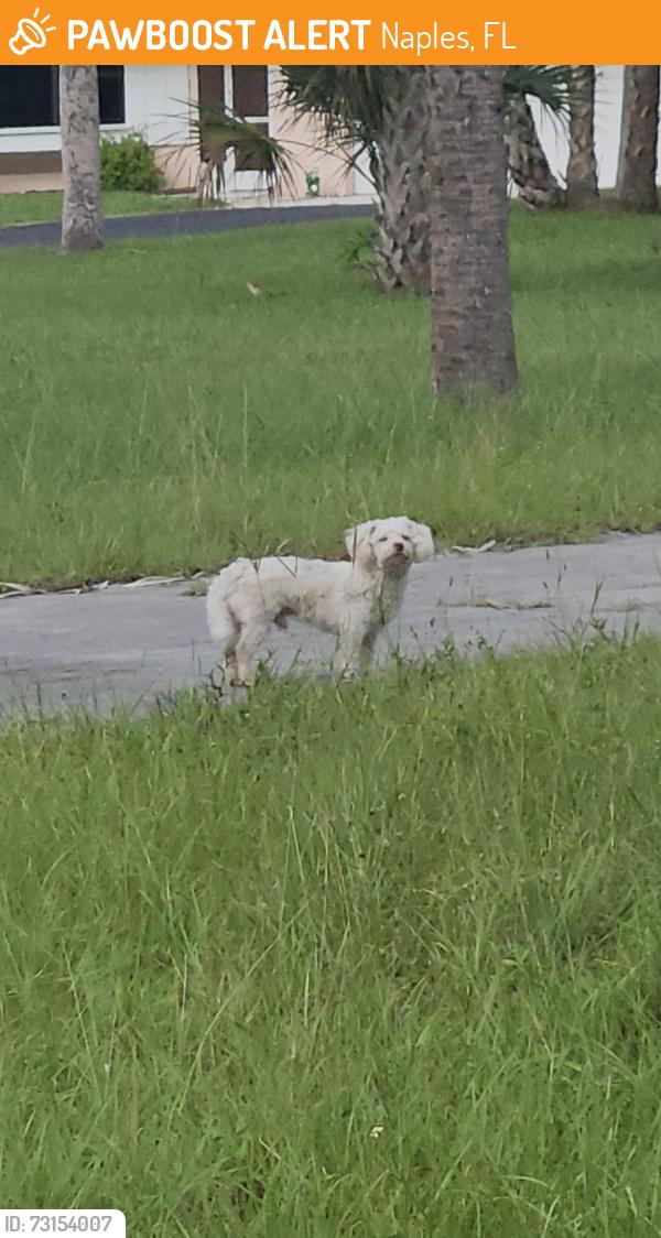 Found/Stray Unknown Dog last seen White boulevard, Naples, FL 34117