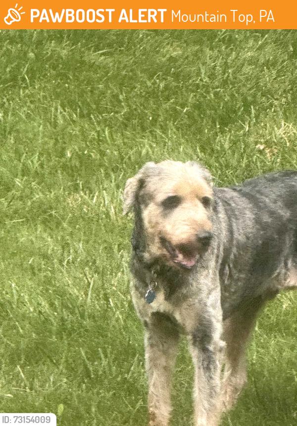 Found/Stray Male Dog last seen Near block of Deer Run Dr in Mt Top PA, Mountain Top, PA 18707
