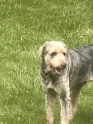 Found/Stray Male Dog last seen Near block of Deer Run Dr in Mt Top PA, Mountain Top, PA 18707
