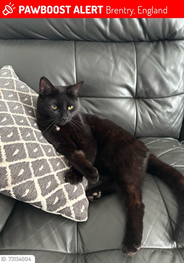 Lost Male Cat last seen Marlwood Drive, Brentry, England 
