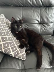 Lost Male Cat last seen Marlwood Drive, Brentry, England 