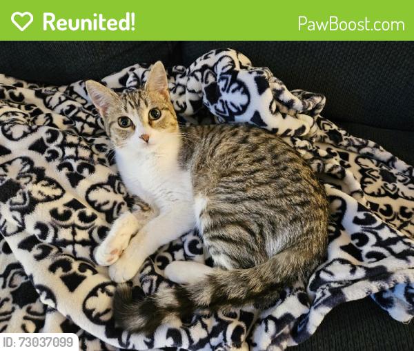 Reunited Female Cat last seen Oakwood St, Grand Ledge, MI 48837, USA, Grand Ledge, MI 48837