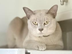 Lost Male Cat last seen Found his AirTag collar in the middle of oldfield road, Prestwich, England M25 2QQ