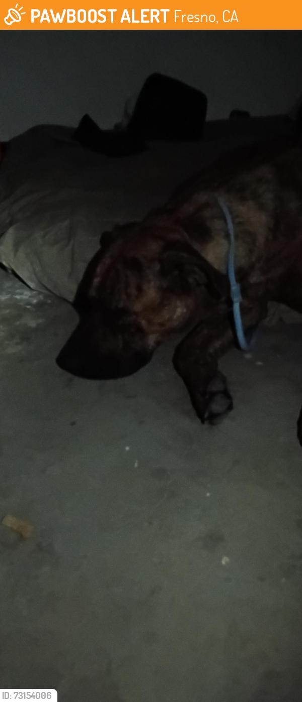 Found/Stray Female Dog last seen Courtland & Gentry Fresno, Ca. 93722, Fresno, CA 93722