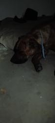 Found/Stray Female Dog last seen Courtland & Gentry Fresno, Ca. 93722, Fresno, CA 93722